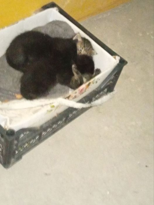 Tekinga mushuk va bolalari