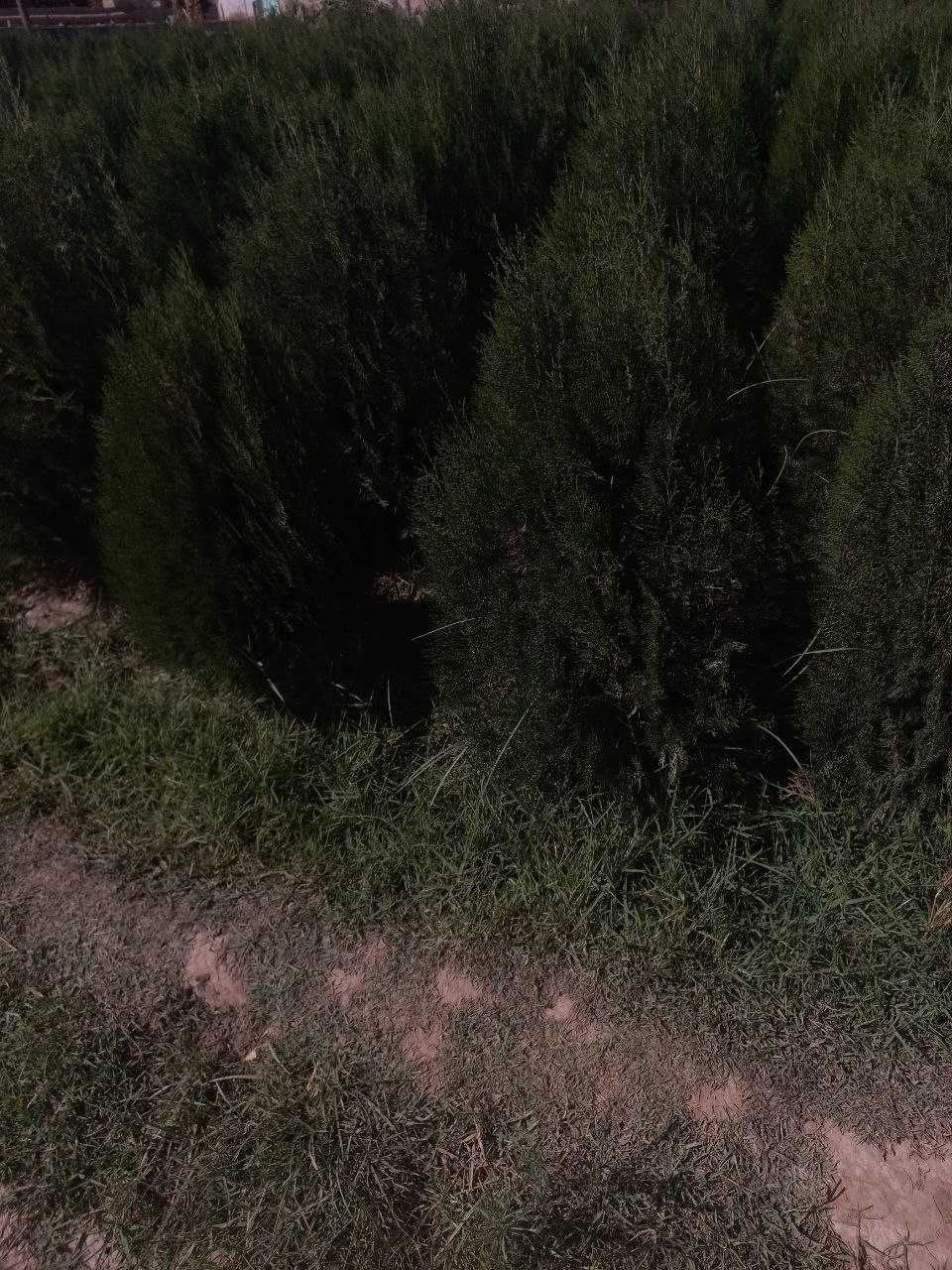 Туя навли арчалар