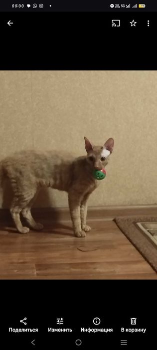 Отдам кота в хорошие заботливые руки