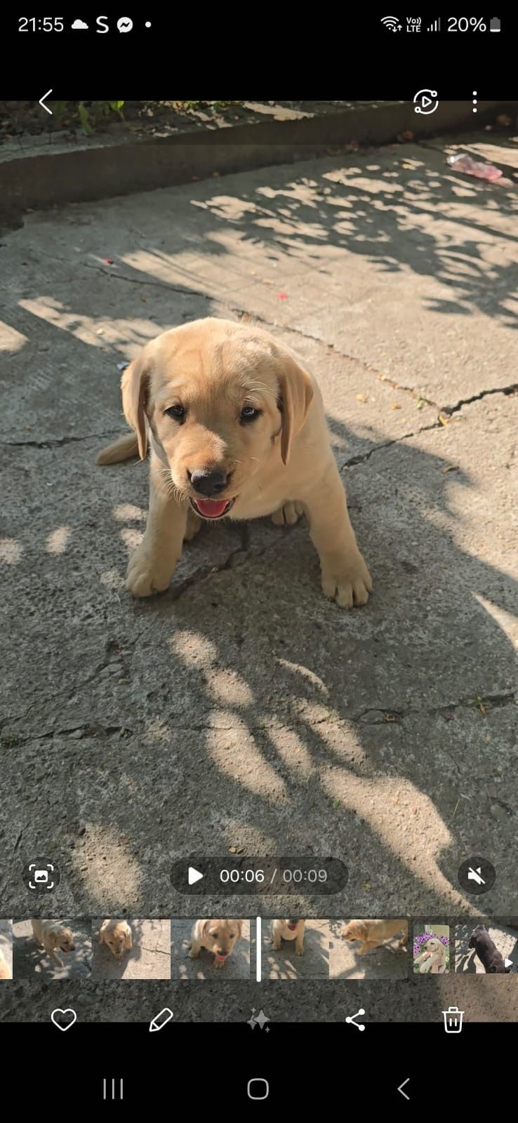 Labrador retriever