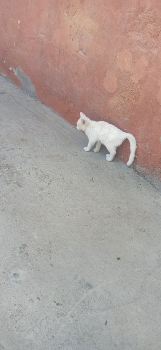 Mushuk qiz bola mas'uliyatli insonga beriladi