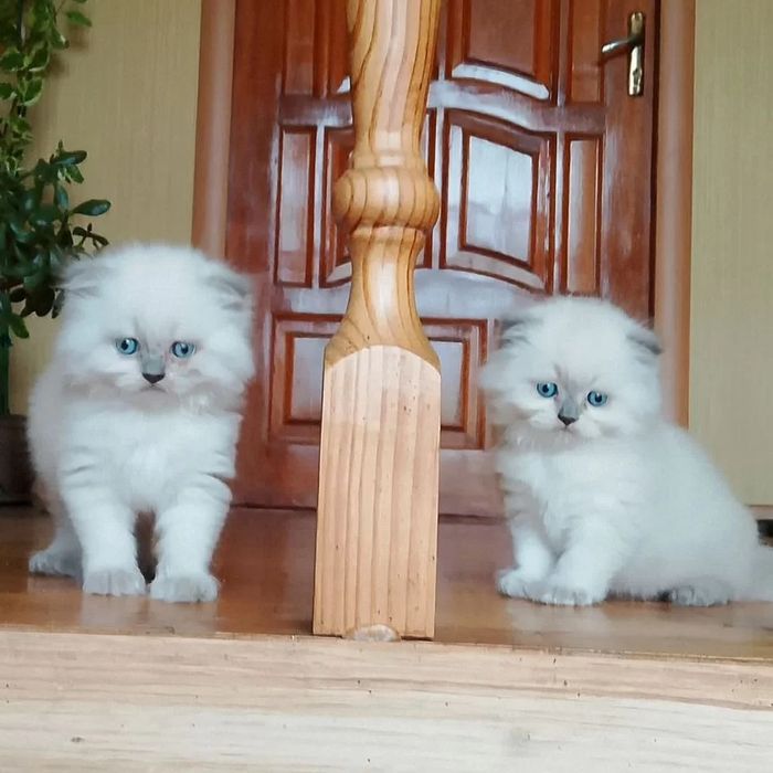 котята породистые вислоушшки