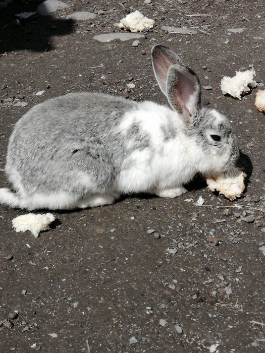 Продам срочно кролики