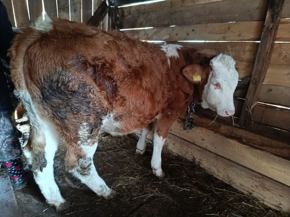 Vând vițea bălțată românească