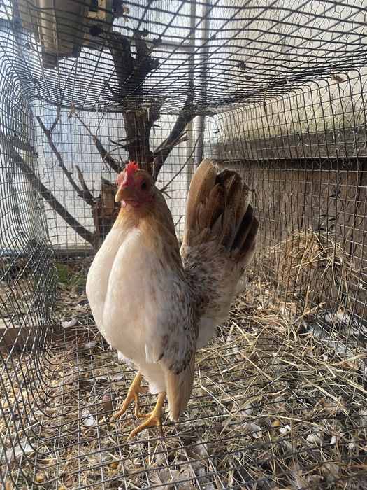 Gaini serama vand sau schimb