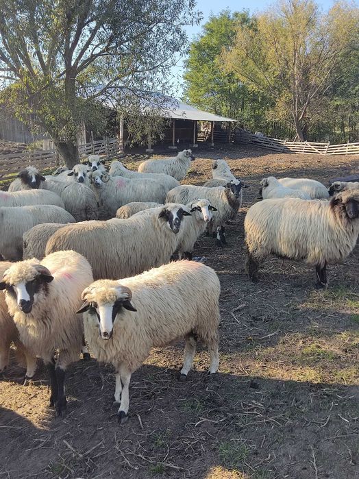 Vand oițe de rasa  de vânzare preț super
