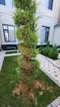 Archa ko‘chatlari xar xil mevali daraxtlar kesish dorilash. Tel 94 617