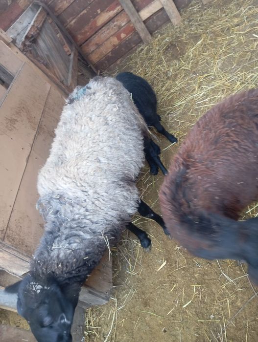 Продам овец романовской породы