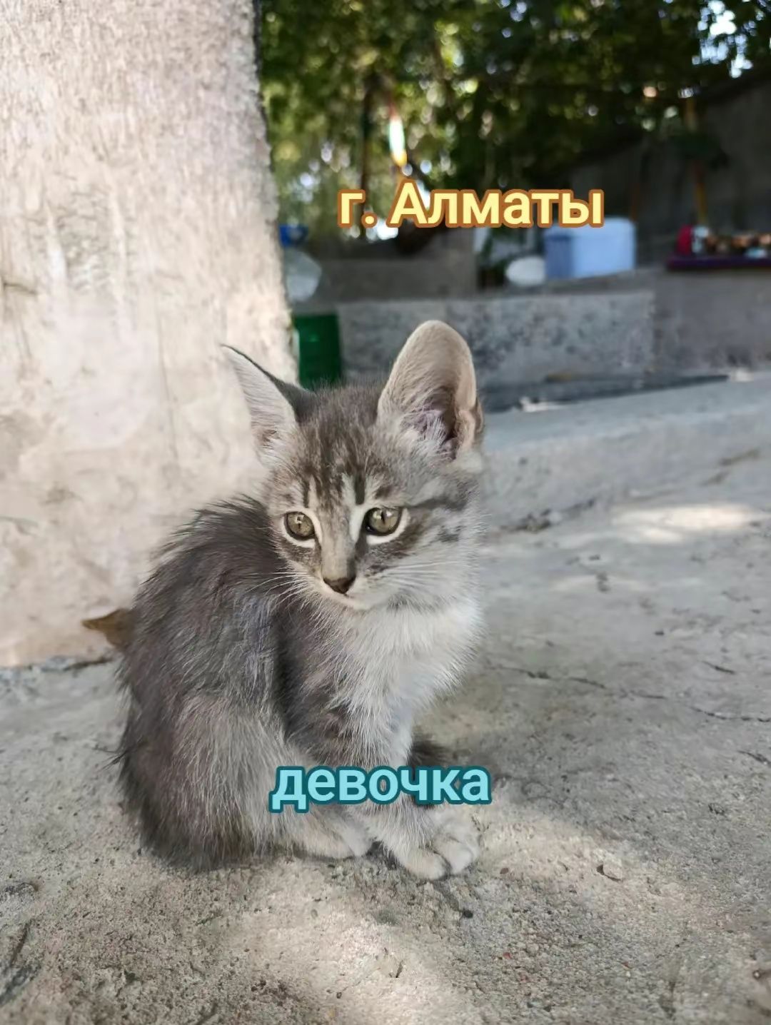 Котята 3 месяца один вислоухий