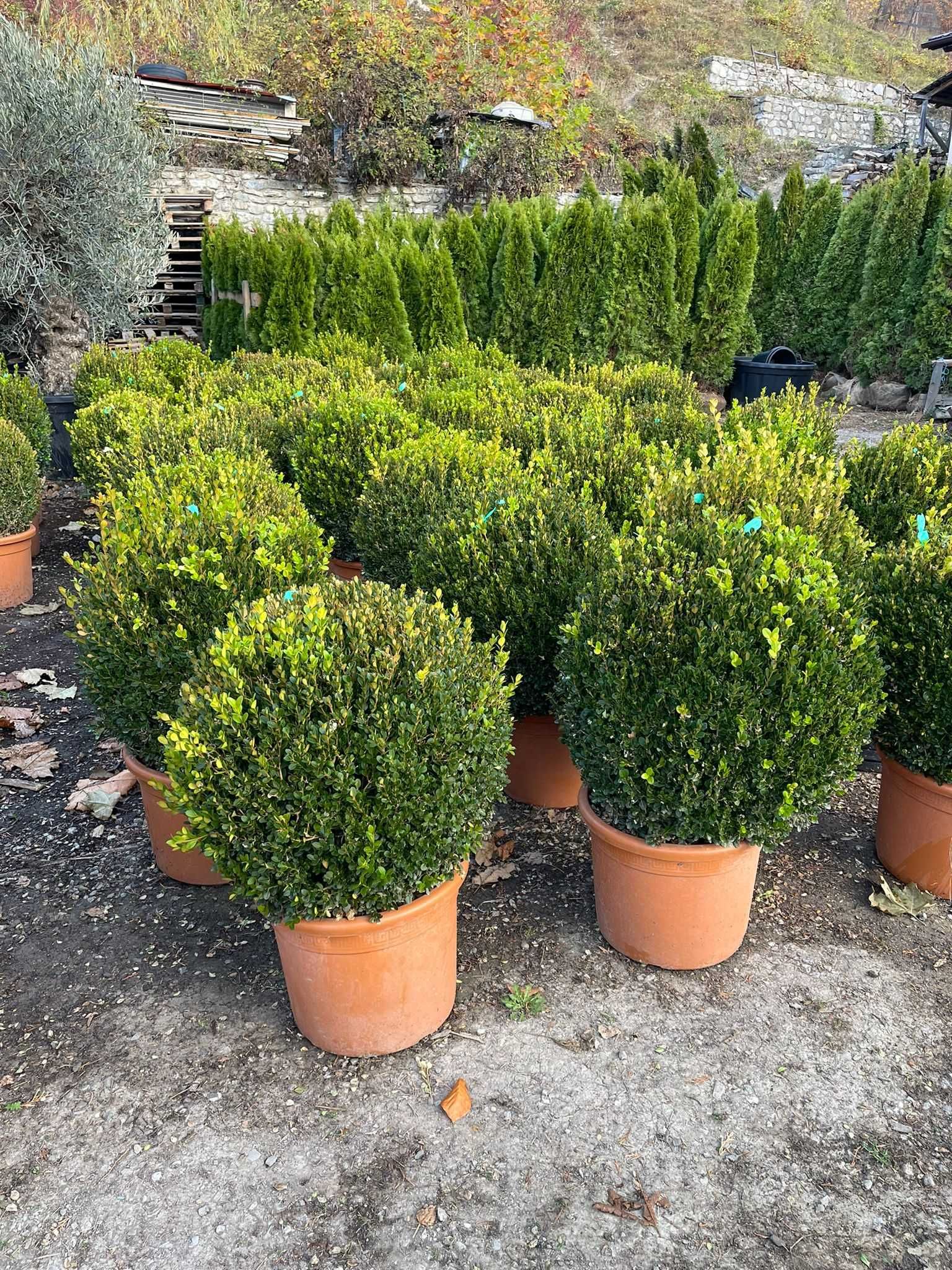 Selecție variată de plante ornamentale!