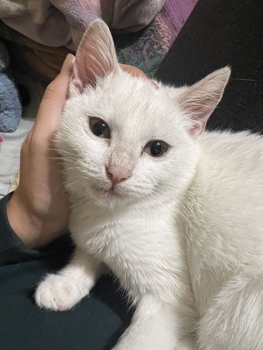 Подарявам женско коте