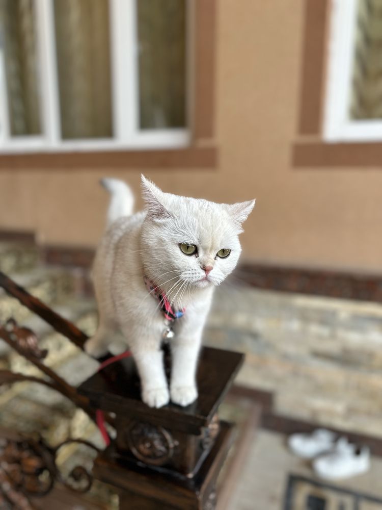 skotish strayt shin shila toza zot