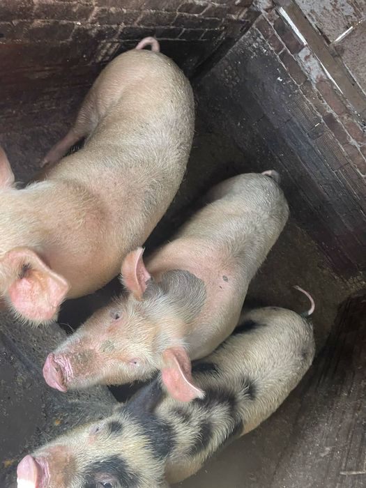 Продавам прасета