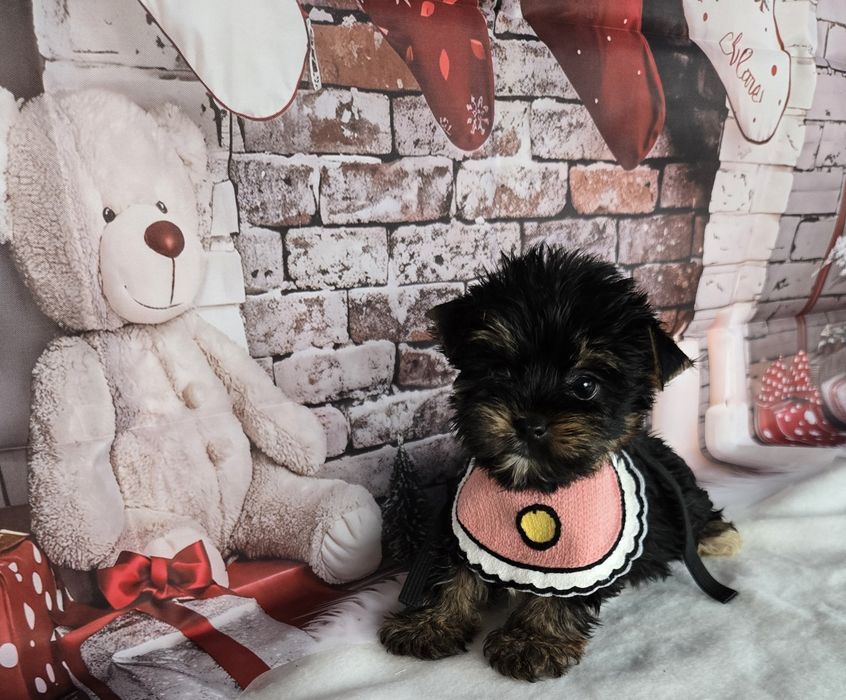 Йоркширски териер ,Йорки мини