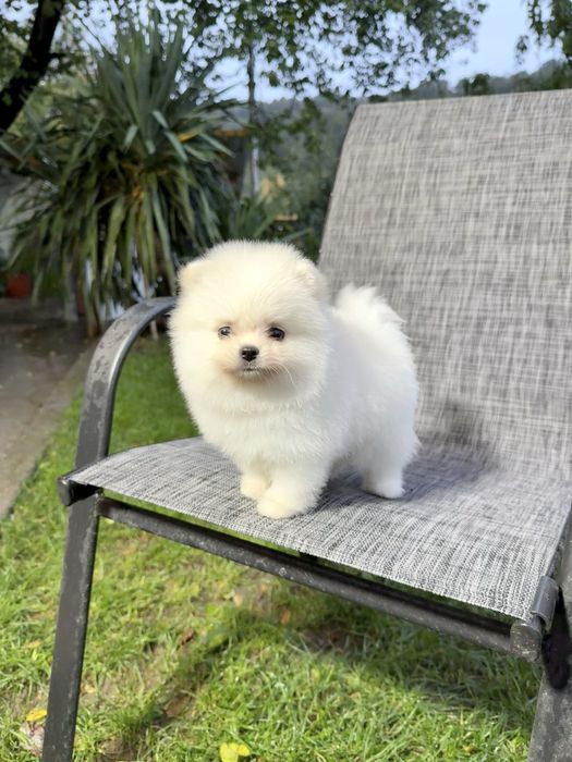 Померан мини момче. Померанче