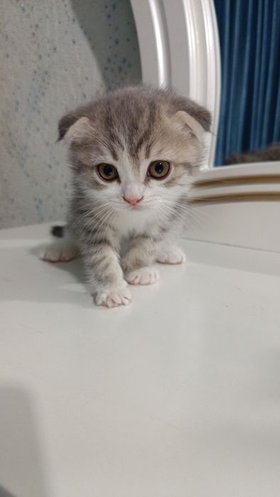 Продаётся котёнок скотиш фолд девочка