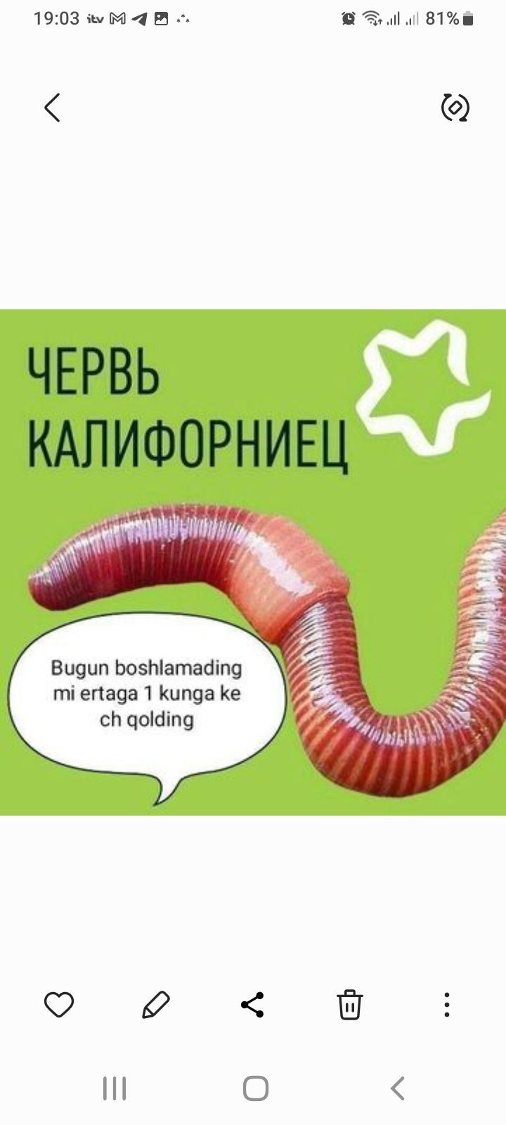 Чувалчанг калифарничский сотилади
