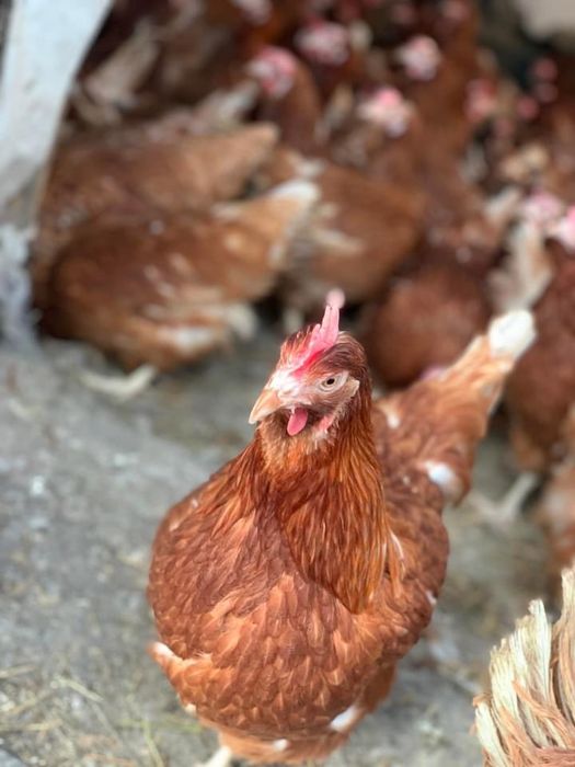 Носачки за яйца.