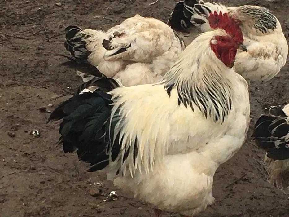 Vand gaini  La Bresse Plymonth Rock Barat Sussex