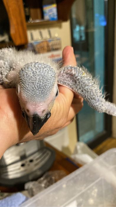 Ръчно хранен папагал Жако - социален