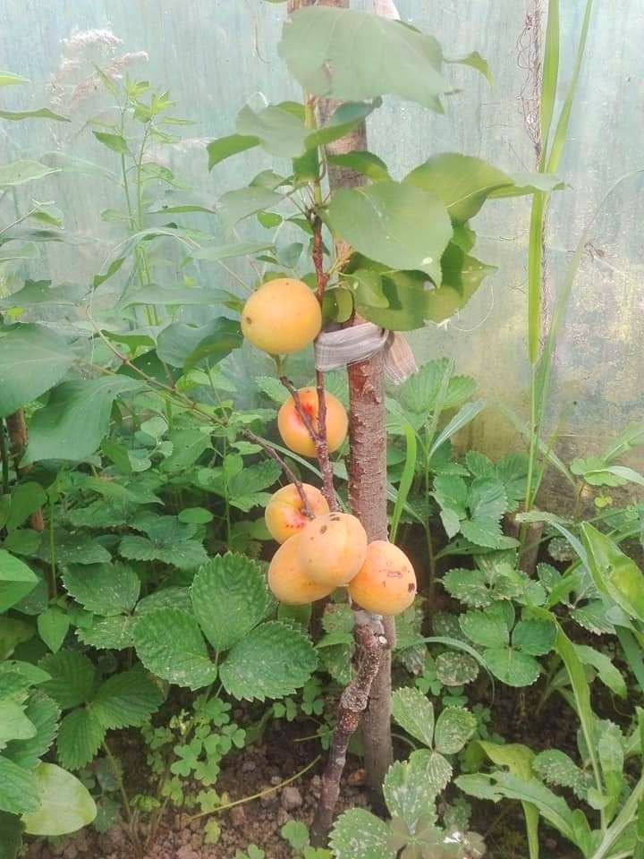 Pomi fructiferi Columnari Direct de la producător anul 3 de vegetație.
