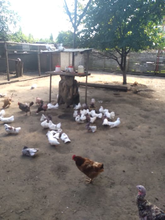 Vind schimb porumbei de ornament