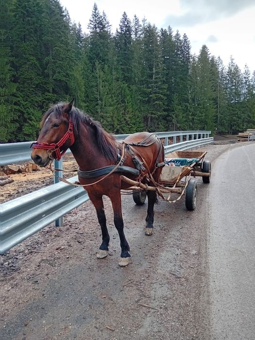 Vand manza 2 ani , invatata de cateva ori fac si schimb cu vaci sau oi