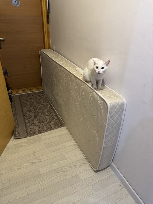 Матрас 80х200 бесплатно (кошка не продается)