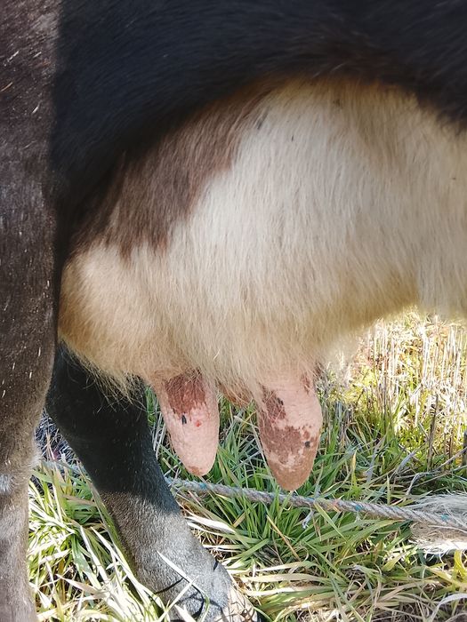 Vnd vaca bruna gestanta an 3 luni și vine cu al 4 vițel și are lapte 1