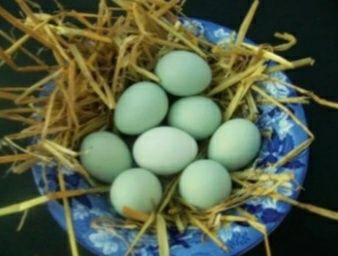 Oua fără colesterol(ARAUCANA) de CONSUM (NU TRIMIT IN ȚARĂ)