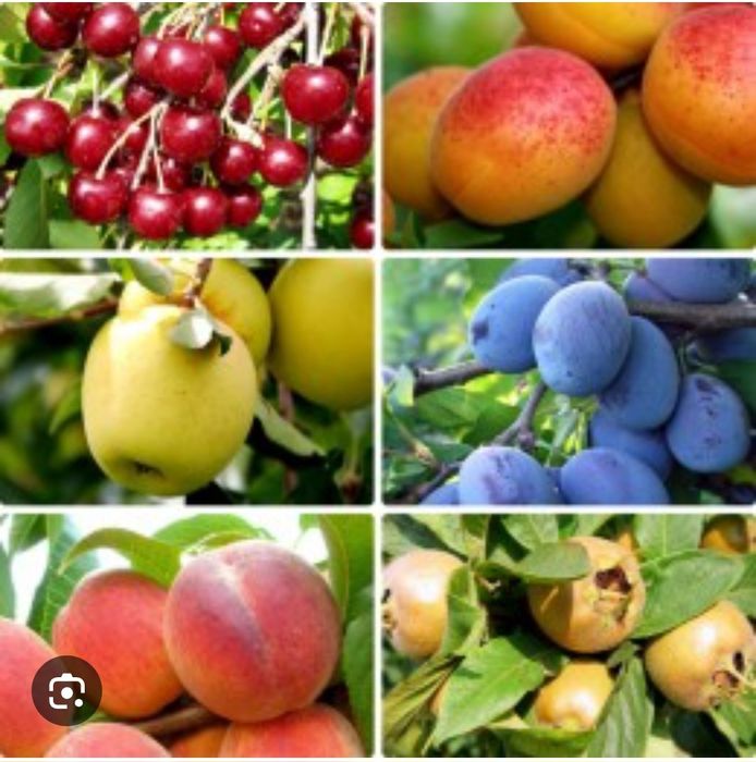 Vând Pomi fructiferi