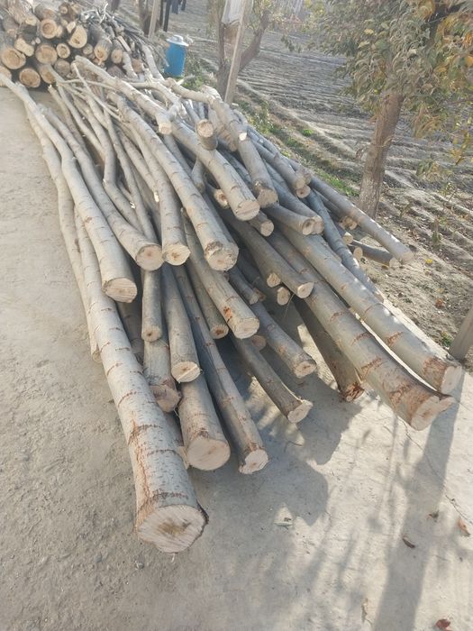 Ходалар бор ёнида утини хам бор