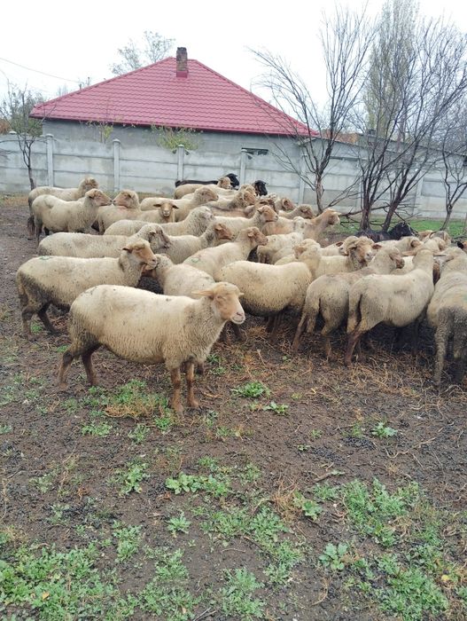 Vând oi grase reforma