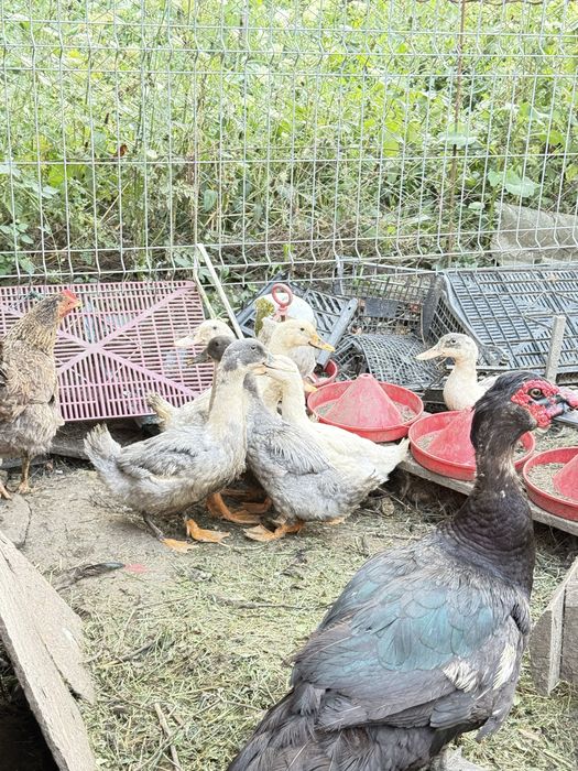 Schimb găini rațe mute și românești cu gâște sau curci inclusiv pui