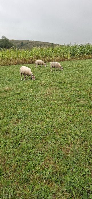 Vând oi texel  împerecheate  cu berbec suffolk!