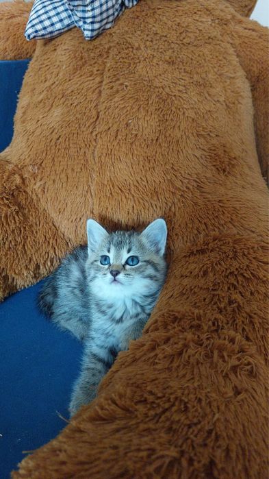 Продам шотладского прямоухого котёнка