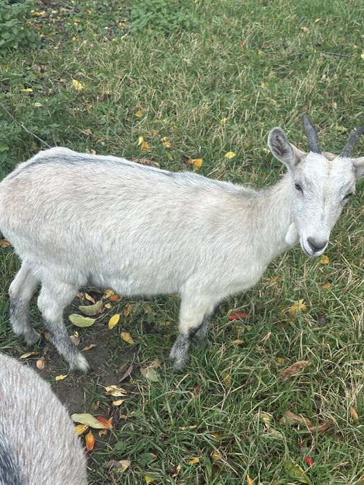 Vând iede două de anul trecut si trei de anul acesta