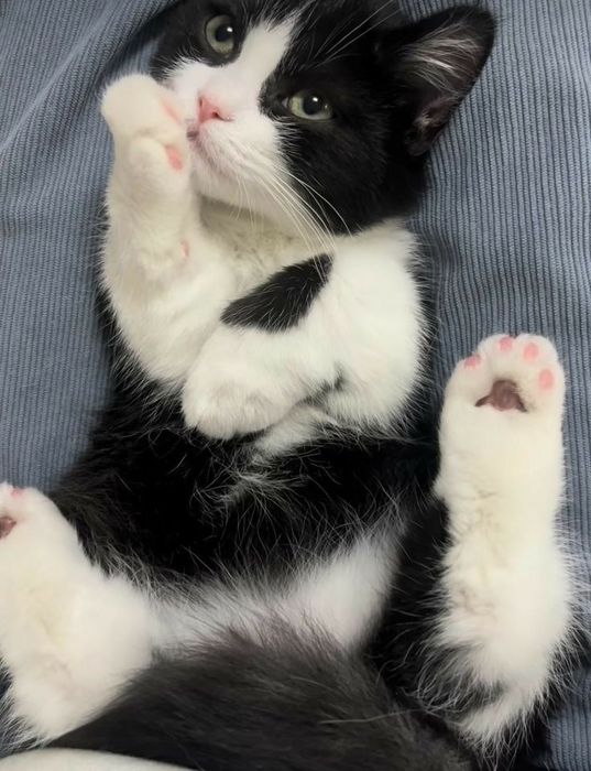 Siberiana de pădure