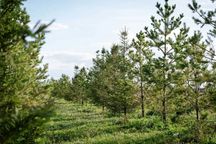 Продам готовый участок в Косшы, всего в 15 минутах от Астаны