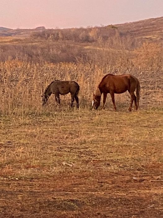 Продам лошадей кобылы