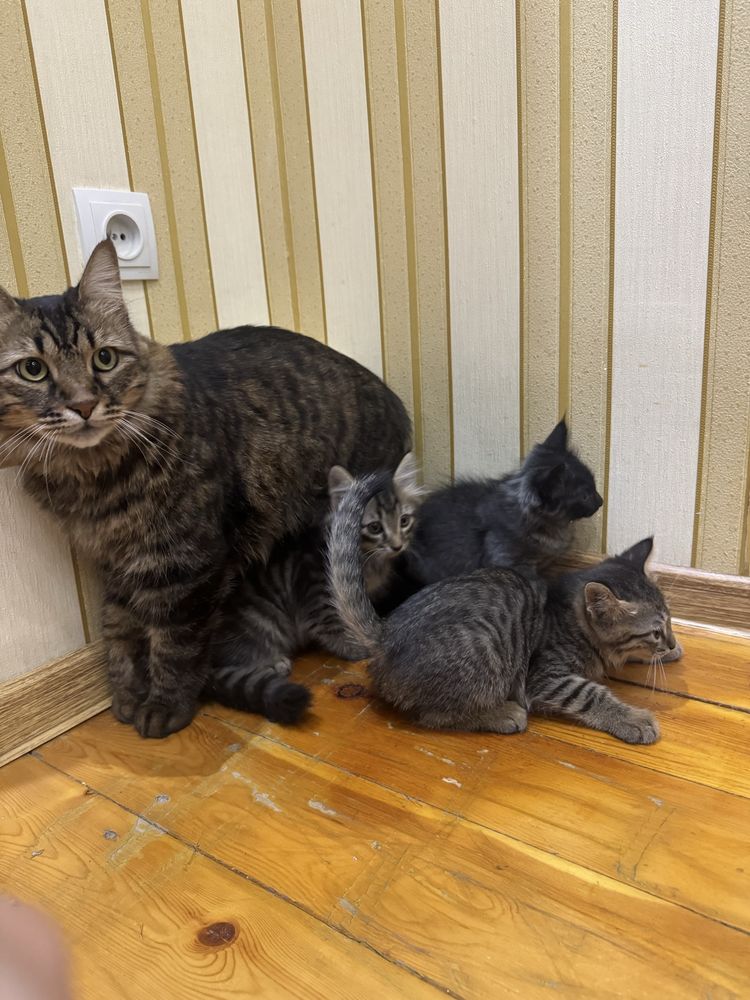 Котенки 2 месяца