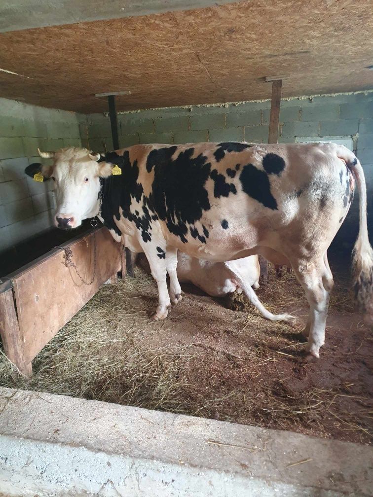 Vacă  Holstein Gestanta