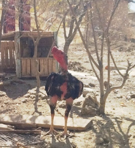 Даканг хўроз сотилади 350000