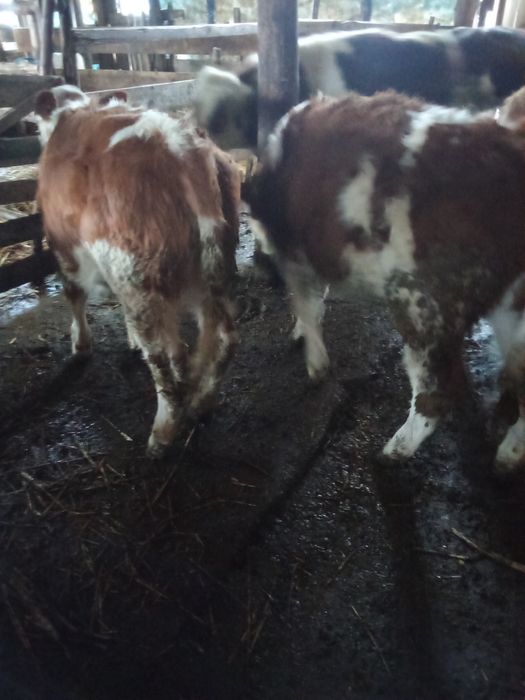 Vind vițeii bălțați