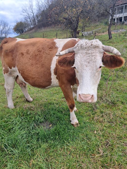 Vaca baltata de 8 ani