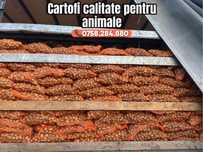 Cartofi pentru animale / samanta •engros
