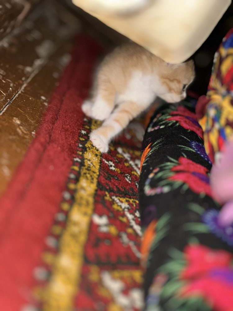 Mushuklar tekinga 3ta