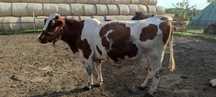 Vaca reforma de vanzare
