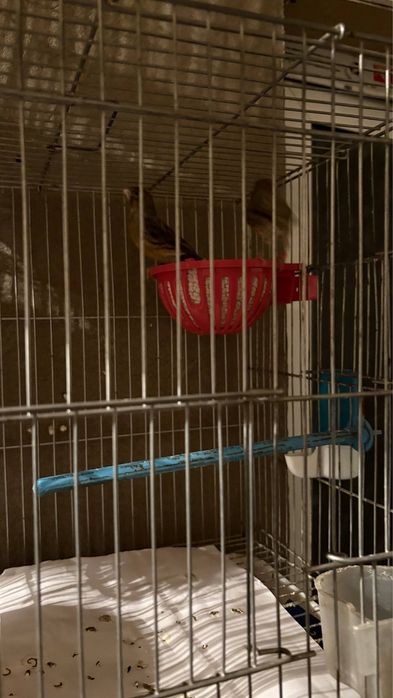 Kanareyka jup par красный дерево пар