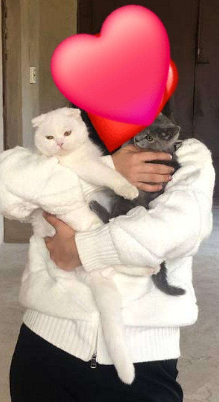 Скотиш фолд бн Страйт боллари